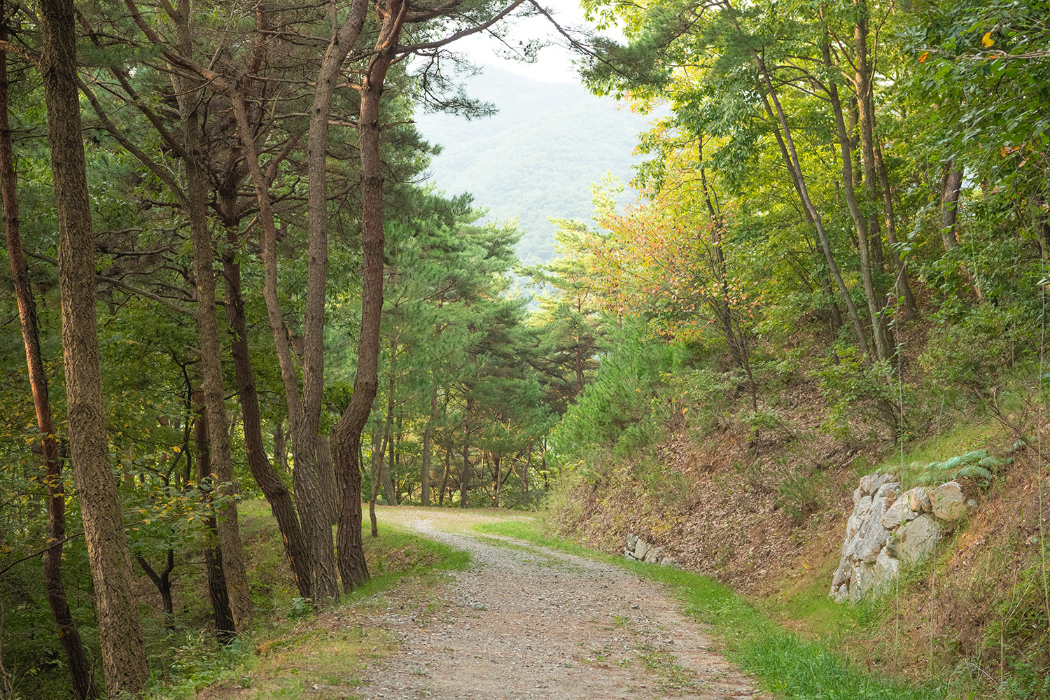 봉곡사 솔바람길