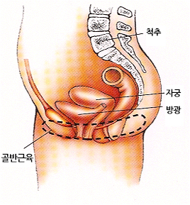 골반근육