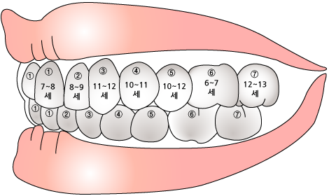 치아가 나오는 순서와 시기