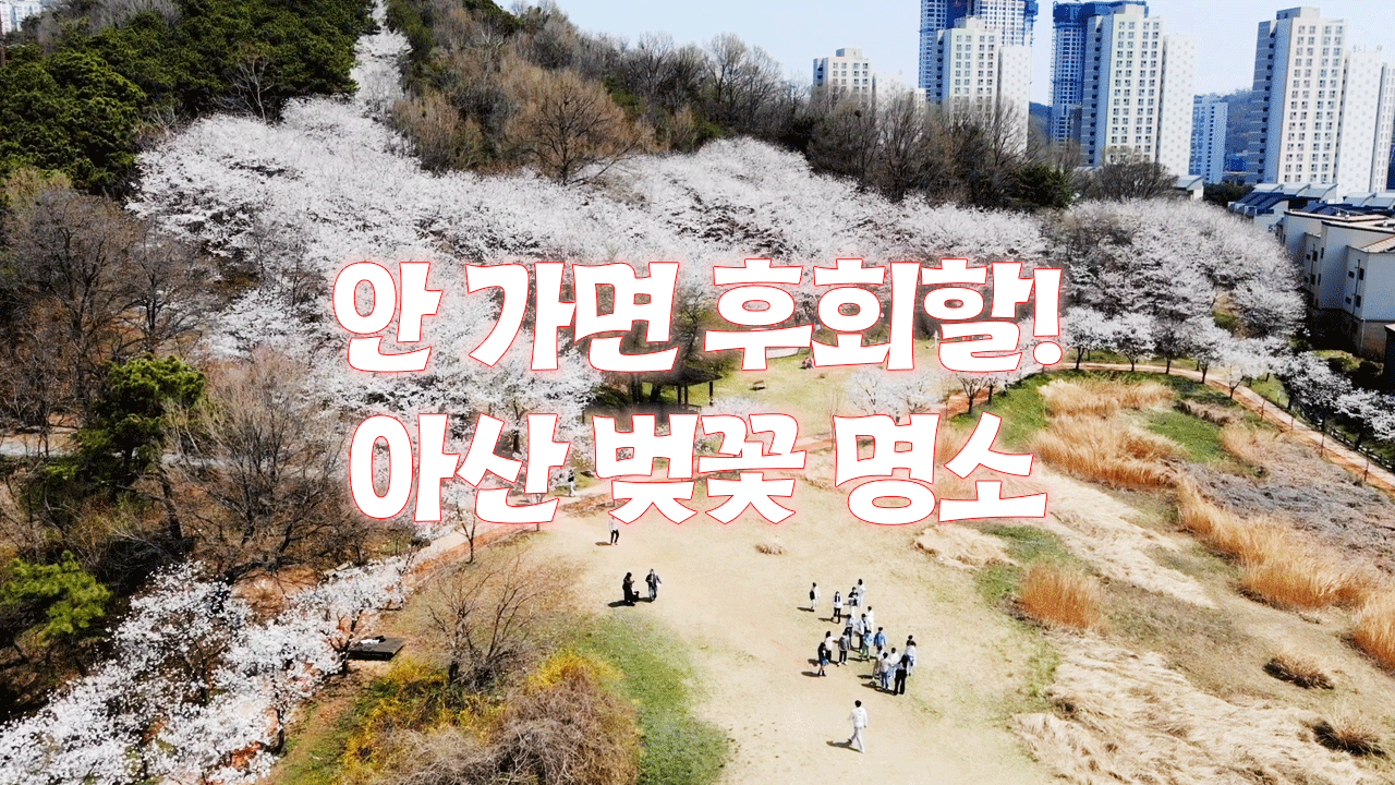 지금 안 가면 후회할 아산 벚꽃 명소!