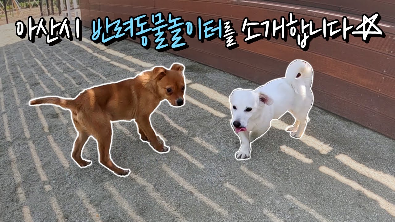 아산시 반려동물놀이터를 소개합니다☆